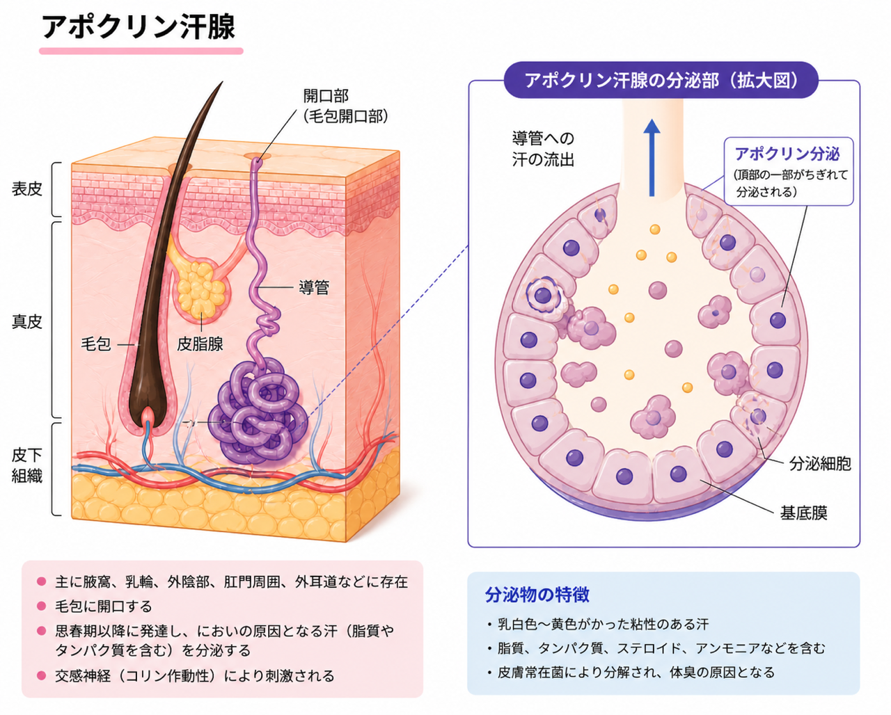アポクリン腺